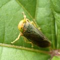 Cicadellidae