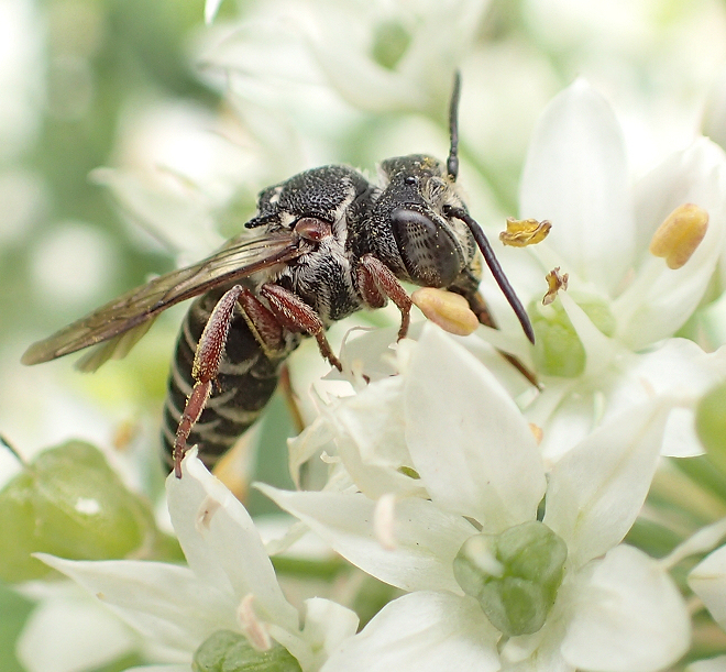 Genus Coelioxys (Cuckoo Leaf-cutter Bees)