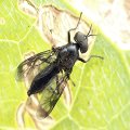 Stratiomyidae