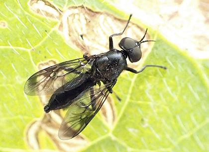 Family Stratiomyidae (Soldier Flies)