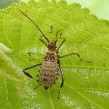 Hemiptera