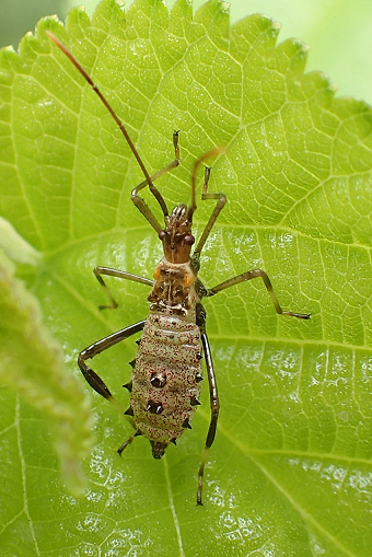 Order Hemiptera (True Bugs, Hoppers, Aphids, and Allies)