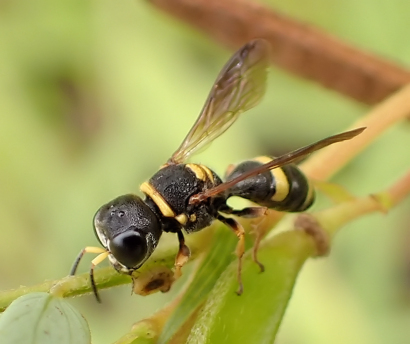 Family Crabronidae (Square-headed Wasps, Sand Wasps, and Allies)