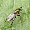 Dolichopodidae