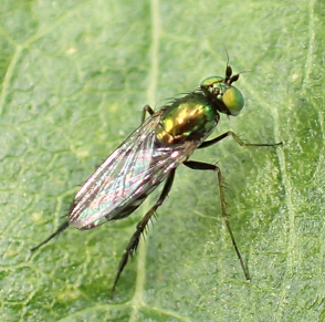 Family Dolichopodidae (Long-legged Flies)