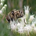 Eristalis dimidiata