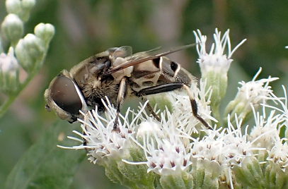 Eristalis dimidiata (Black-shouldered Drone Fly)