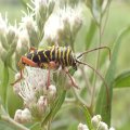 Megacyllene robiniae