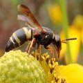 Euodynerus hidalgo