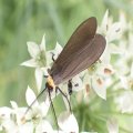 Cisseps fulvicollis