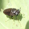 Hermetia illucens
