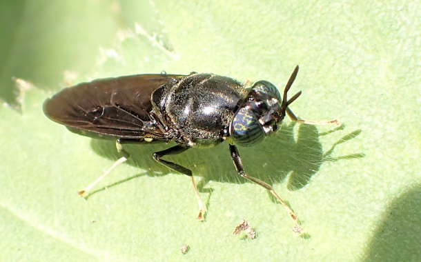 Hermetia illucens (Black Soldier Fly)