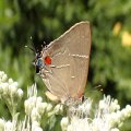 Parrhasius m-album