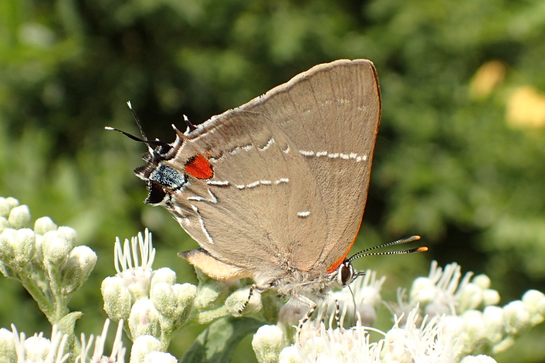 Parrhasius m-album (White M Hairstreak)