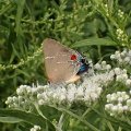 Parrhasius m-album