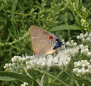 Parrhasius m-album (White M Hairstreak)
