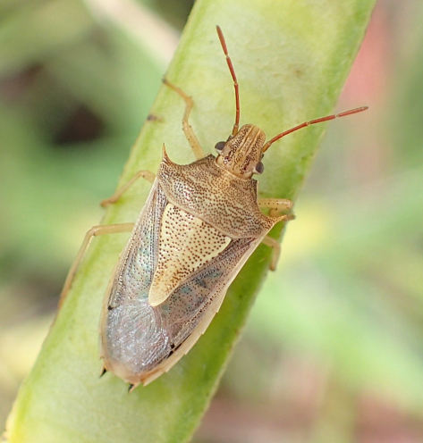Oebalus pugnax (Rice Stink Bug)