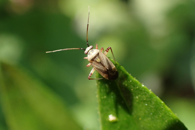 Genus Lygus (Lygus Bugs)