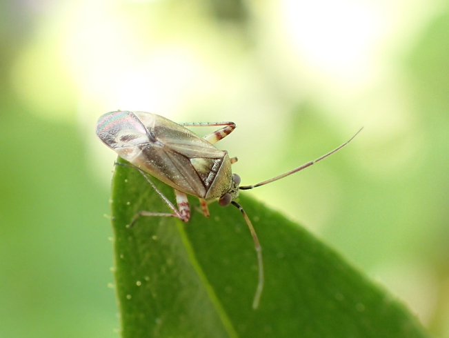 Genus Lygus (Lygus Bugs)