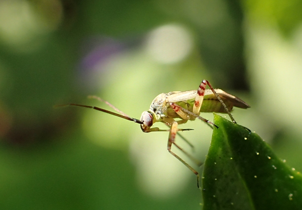 Genus Lygus (Lygus Bugs)