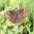 Erynnis horatius
