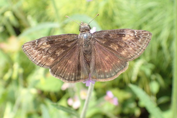 Erynnis horatius (Horace's Duskywing)