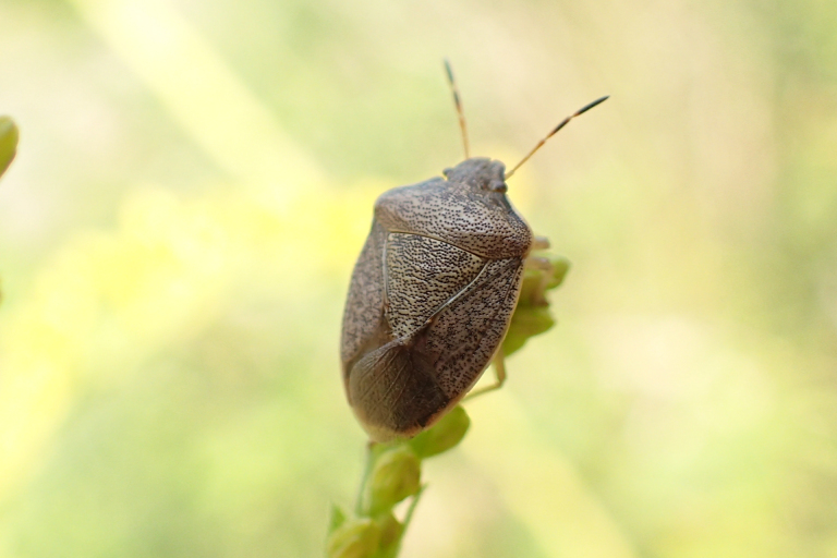 Family Pentatomidae (Stink Bugs)
