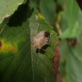 Pentatomidae