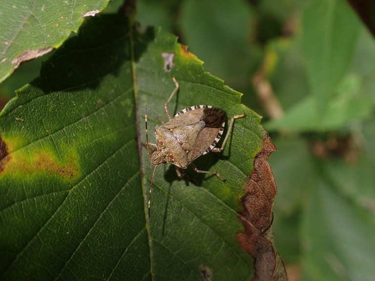Family Pentatomidae (Stink Bugs)