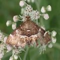 Hymenia perspectalis