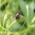 Cosmopepla lintneriana
