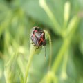 Cosmopepla lintneriana