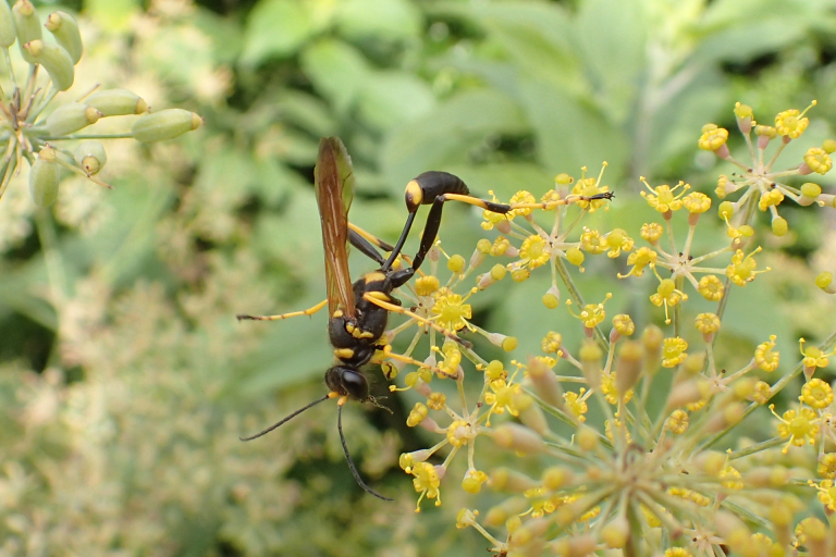 Sceliphron caementarium (Black-and-yellow Mud-dauber Wasp)