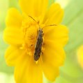 Rhyparochromidae