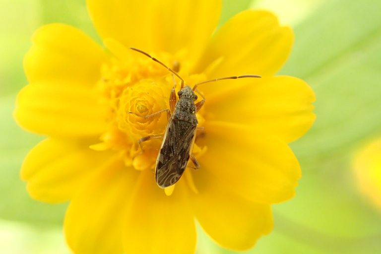 Family Rhyparochromidae (Dirt-colored Seed Bugs)