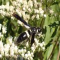 Monobia quadridens