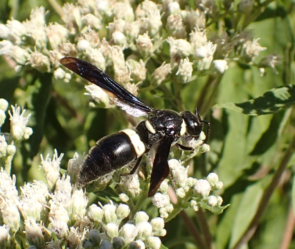 Monobia quadridens (Four-toothed Mason Wasp)