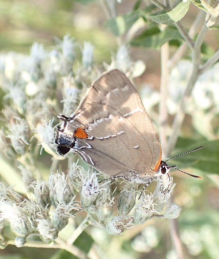 Parrhasius m-album (White M Hairstreak)