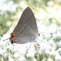 Strymon melinus