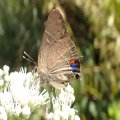 Parrhasius m-album