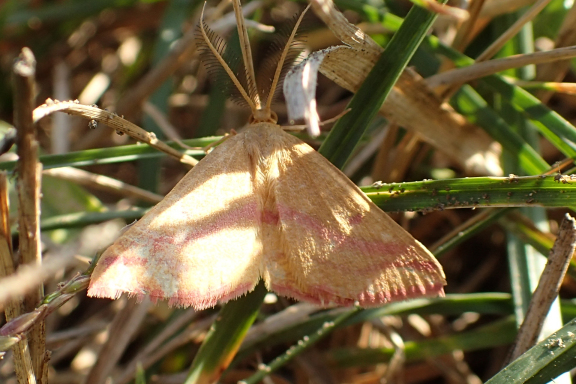Haematopis grataria (Chickweed Geometer)