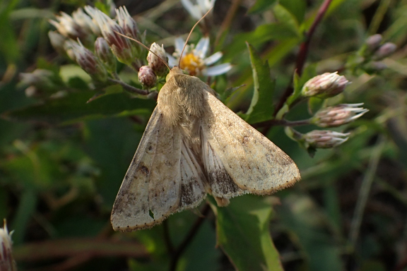 Helicoverpa zea (Corn Earworm)