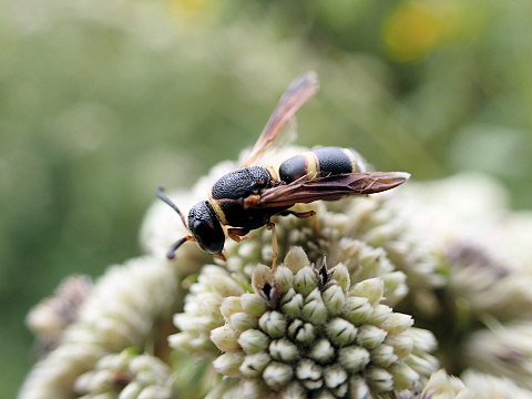 Euodynerus hidalgo (Hidalgo Mason Wasp)