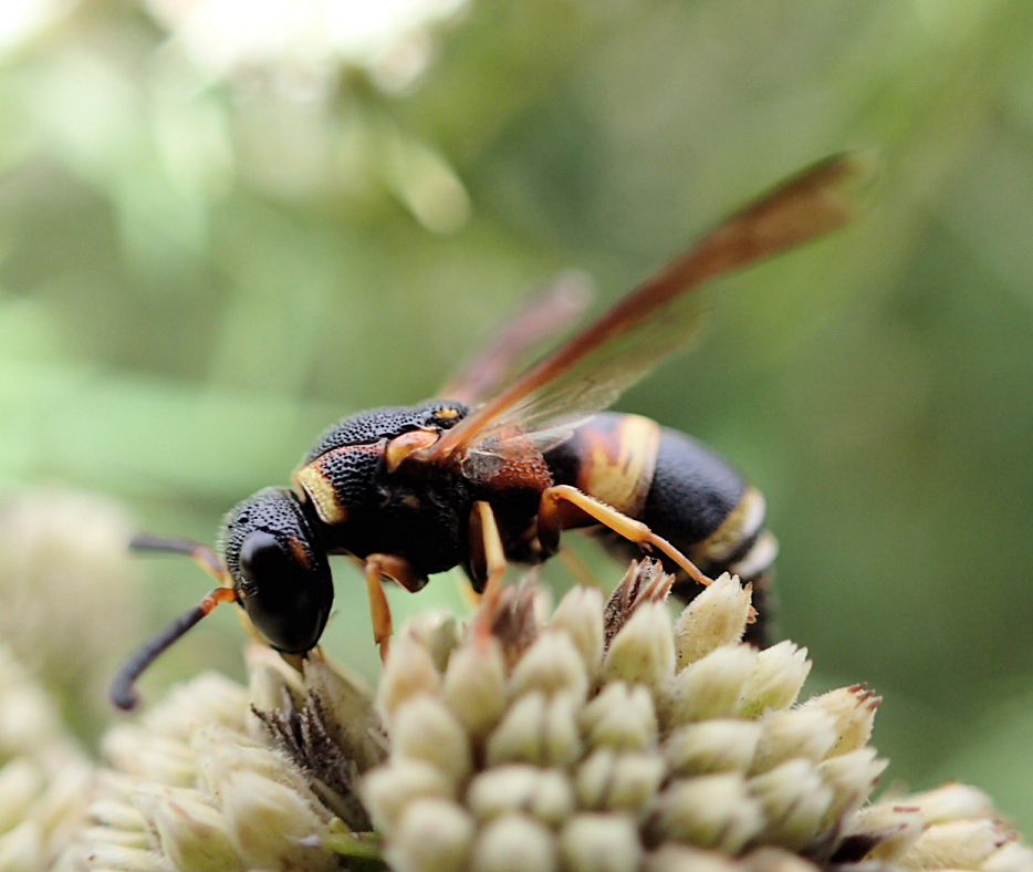 Euodynerus hidalgo (Hidalgo Mason Wasp)