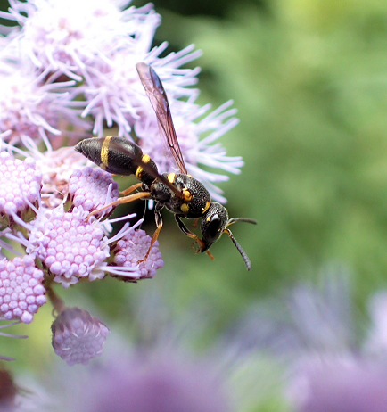 Parancistrocerus perennis (Perennial Mason Wasp)