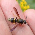 Eumeninae