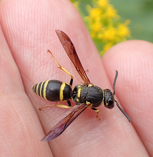Subfamily Eumeninae (Potter Wasps)