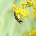 Bethylidae