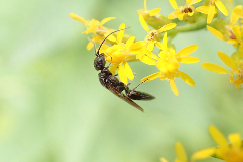 Family Bethylidae (Flat Wasps)
