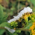 Symphyta
